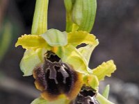 Ophrys grassoana 11, Saxifraga-Hans Dekker