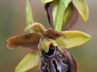 Ophrys grassoana 2, Saxifraga-Hans Dekker