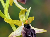 Ophrys grassoana 4, Saxifraga-Hans Dekker