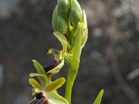 Ophrys grassoana 5, Saxifraga-Hans Dekker