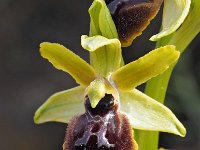 Ophrys grassoana 6, Saxifraga-Hans Dekker