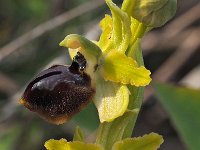 Ophrys grassoana 7, Saxifraga-Hans Dekker