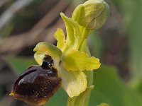 Ophrys grassoana 8, Saxifraga-Hans Dekker