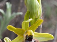 Ophrys grassoana 9, Saxifraga-Hans Dekker