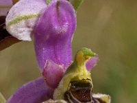 Ophrys gresivaudanica 1, Saxifraga-Hans Dekker