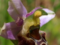 Ophrys gresivaudanica 2, Saxifraga-Hans Dekker