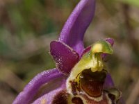 Ophrys gresivaudanica 3, Saxifraga-Hans Dekker