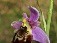 Ophrys gresivaudanica 4, Saxifraga-Hans Dekker
