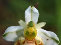Ophrys gresivaudanica 5, Saxifraga-Hans Dekker