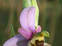 Ophrys gresivaudanica 6, Saxifraga-Hans Dekker