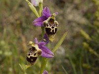Ophrys heldreichii 10, Saxifraga-Willem van Kruijsbergen