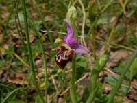 Ophrys heldreichii 11, Saxifraga-Peter Meininger