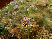 Ophrys heldreichii 12, Saxifraga-Peter Meininger