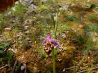 Ophrys heldreichii 13, Saxifraga-Peter Meininger