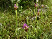 Ophrys heldreichii 14, Saxifraga-Ed Stikvoort
