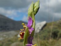 Ophrys heldreichii 15, Saxifraga-Ed Stikvoort