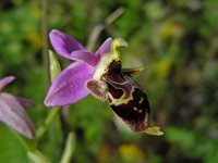 Ophrys heldreichii 16, Saxifraga-Ed Stikvoort