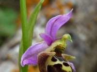 Ophrys heldreichii 17, Saxifraga-Ed Stikvoort