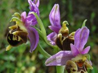 Ophrys heldreichii 18, Saxifraga-Ed Stikvoort