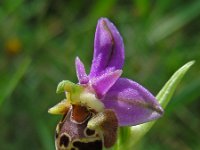 Ophrys heldreichii 19, Saxifraga-Ed Stikvoort