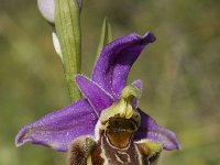 Ophrys heldreichii 2, Saxifraga-Willem van Kruijsbergen