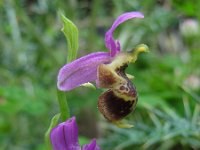 Ophrys heldreichii 20, Saxifraga-Ed Stikvoort