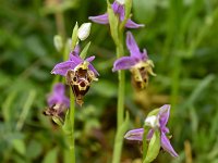Ophrys heldreichii 22, Saxifraga-Harry Jans