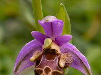 Ophrys heldreichii 23, Saxifraga-Harry Jans