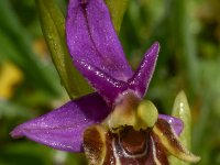 Ophrys heldreichii 24, Saxifraga-Harry Jans