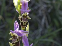 Ophrys heldreichii 3, Saxifraga-Willem van Kruijsbergen