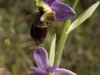 Ophrys heldreichii 5, Saxifraga-Willem van Kruijsbergen