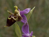 Ophrys heldreichii 9, Saxifraga-Willem van Kruijsbergen