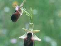 Ophrys helenae 1, Saxifraga-Eugen Schaub