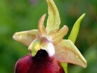Ophrys helenae 2, Saxifraga-Hans Dekker