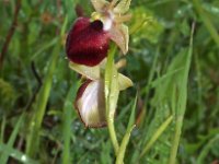 Ophrys helenae 3, Saxifraga-Hans Dekker