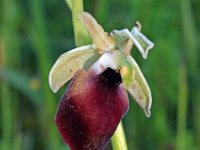Ophrys helenae 4, Saxifraga-Hans Dekker