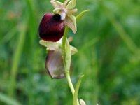 Ophrys helenae 6, Saxifraga-Hans Dekker