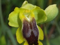 Ophrys helenica 1, Saxifraga-Hans Dekker