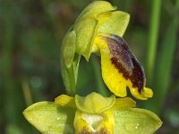 Ophrys helenica 2, Saxifraga-Hans Dekker