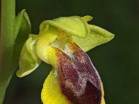 Ophrys helenica 3, Saxifraga-Hans Dekker