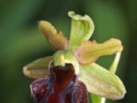 Ophrys herae 2, Saxifraga-Hans Dekker