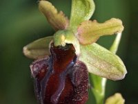 Ophrys herae 3, Saxifraga-Hans Dekker