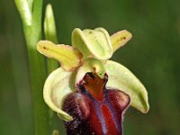 Ophrys herae 5, Saxifraga-Hans Dekker