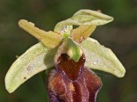 Ophrys herae 6, Saxifraga-Hans Dekker