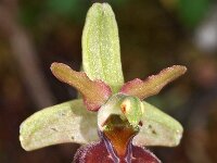 Ophrys herae 7, Saxifraga-Hans Dekker
