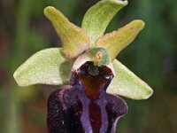 Ophrys herae 8, Saxifraga-Hans Dekker