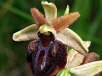 Ophrys herae 9, Saxifraga-Hans Dekker