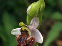 Ophrys heterochila 1, Saxifraga-Hans Dekker