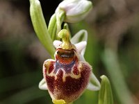 Ophrys heterochila 2, Saxifraga-Hans Dekker