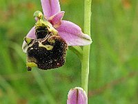 Ophrys holoserica 4, Saxifraga-Hans Dekker